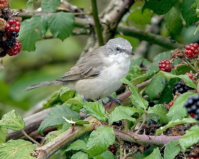 whitethroat